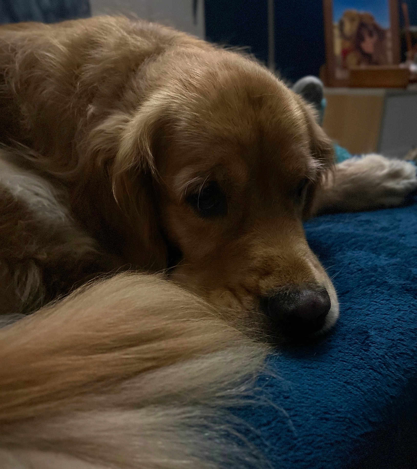 Sunny a rejoint le concours — aidez-le/la à gagner de superbes lots ! golden_retriever, dog, pet, lying_down, tail, fur, close_up, indoor, blanket, blue, cute, sleepy, calm, nose, animal, mammal, canine, resting, cozy, soft