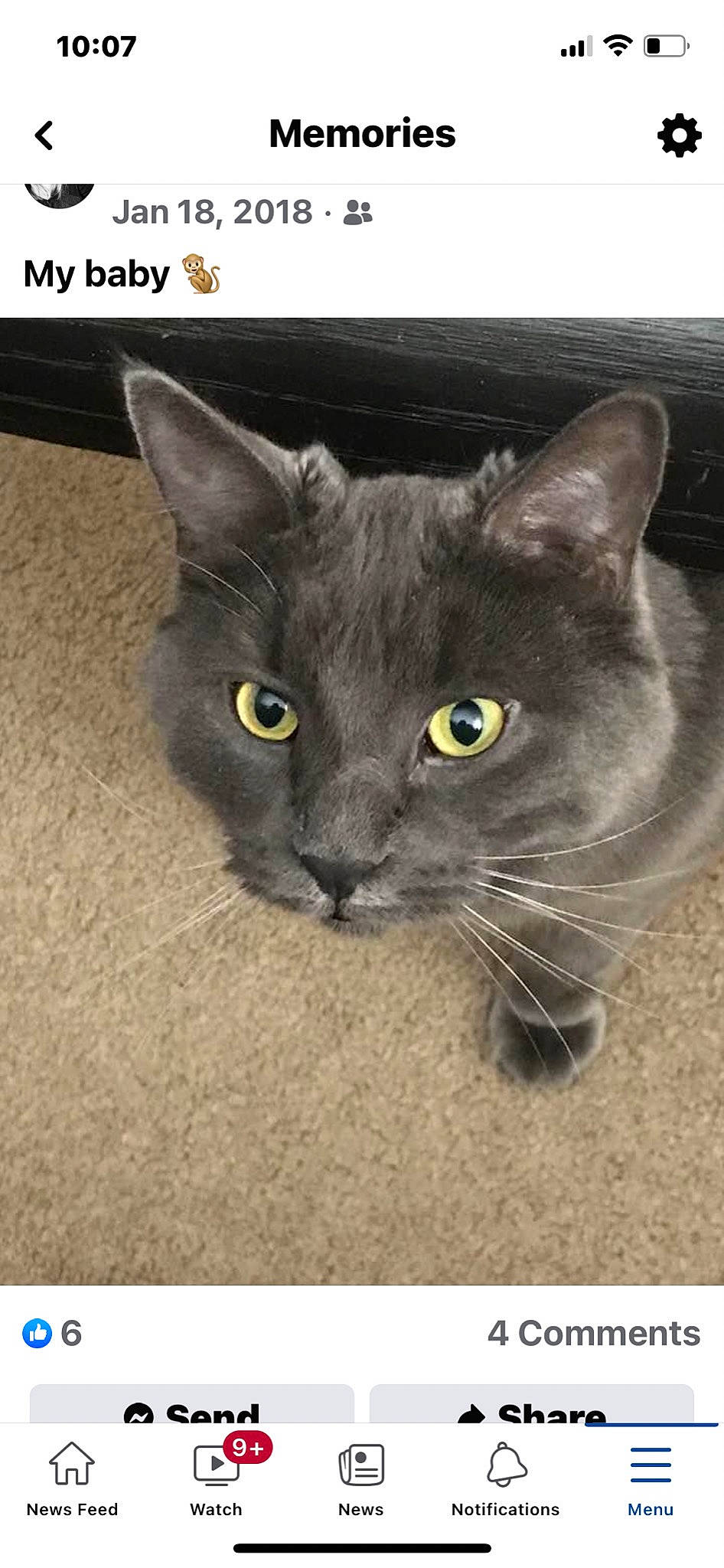 Monkey is registered to the contest to win money with this photo: black_cat, carnivore, cat, domestic_short_haired_cat, eye, felidae, fur, grey, head, photo_caption, russian_blue, small_to_medium_sized_cats, terrestrial_animal, whiskers, window