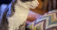 Miss Mabel joined the competition — help win amazing prizes! animal, background_blur, cat, close_up, couch, cozy, domestic_cat, feline, focused, gray_and_white, hand, home_interior, indoor, knitted_blanket, pet, profile_view, relaxation, soft_texture, warm_lighting, zigzag_pillow