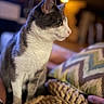 cat, gray_and_white, indoor, knitted_blanket, zigzag_pillow, warm_lighting, soft_texture, cozy, close_up, pet, animal, feline, domestic_cat, focused, profile_view, couch, hand, relaxation, home_interior, background_blur