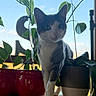 cat, plant, potted_plant, leaf, wood, table, indoor, sky, blue_sky, white_cat, gray_cat, pet, animal, whiskers, window, sunlight, nature, curious, close_up, domestic_animal
