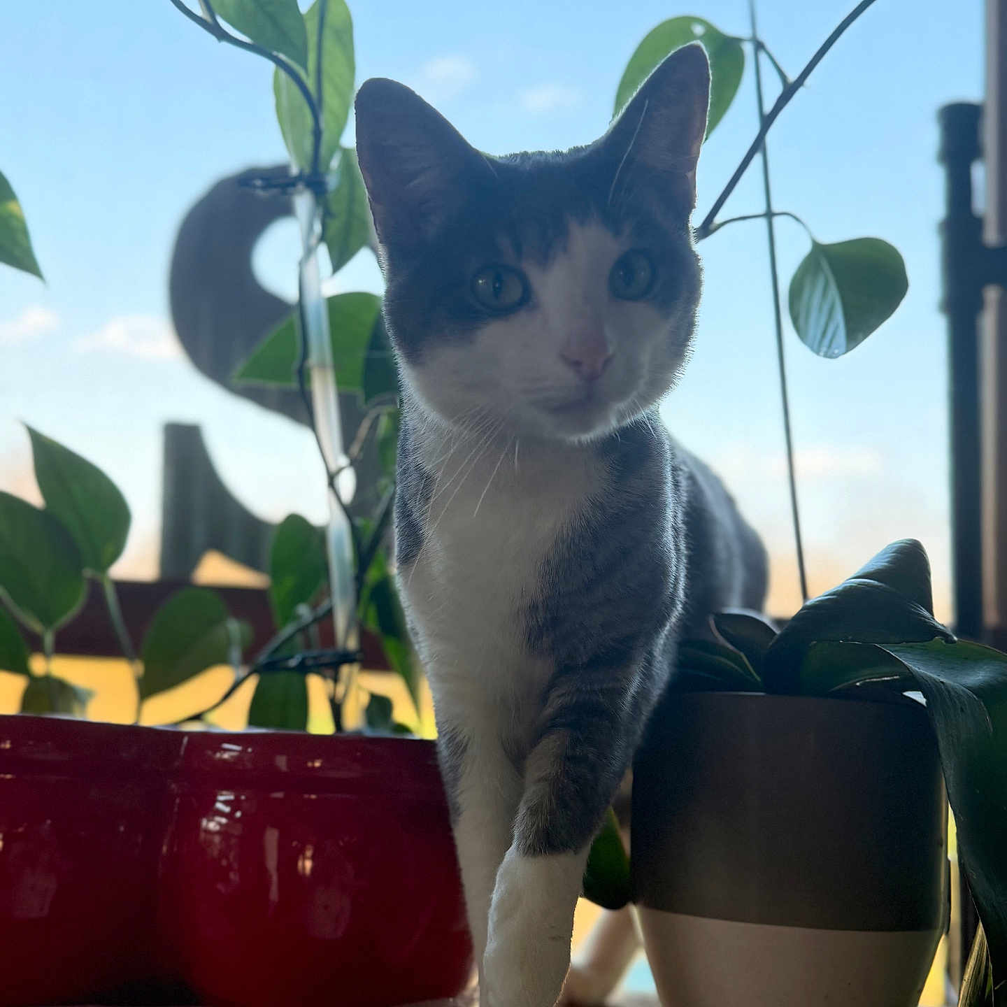 Miss Mabel