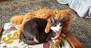 Miss Mabel is registered to the contest to win money with this photo: cat, ginger_cat, gray_cat, floral_cushion, wooden_chair, rug, indoor, cozy, pets, animal, feline, relaxing, cute, companionship, fur, whiskers, ears, tail, home, comfort