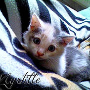 Mirtylle participe au concours pour gagner de l'argent avec cette photo :
