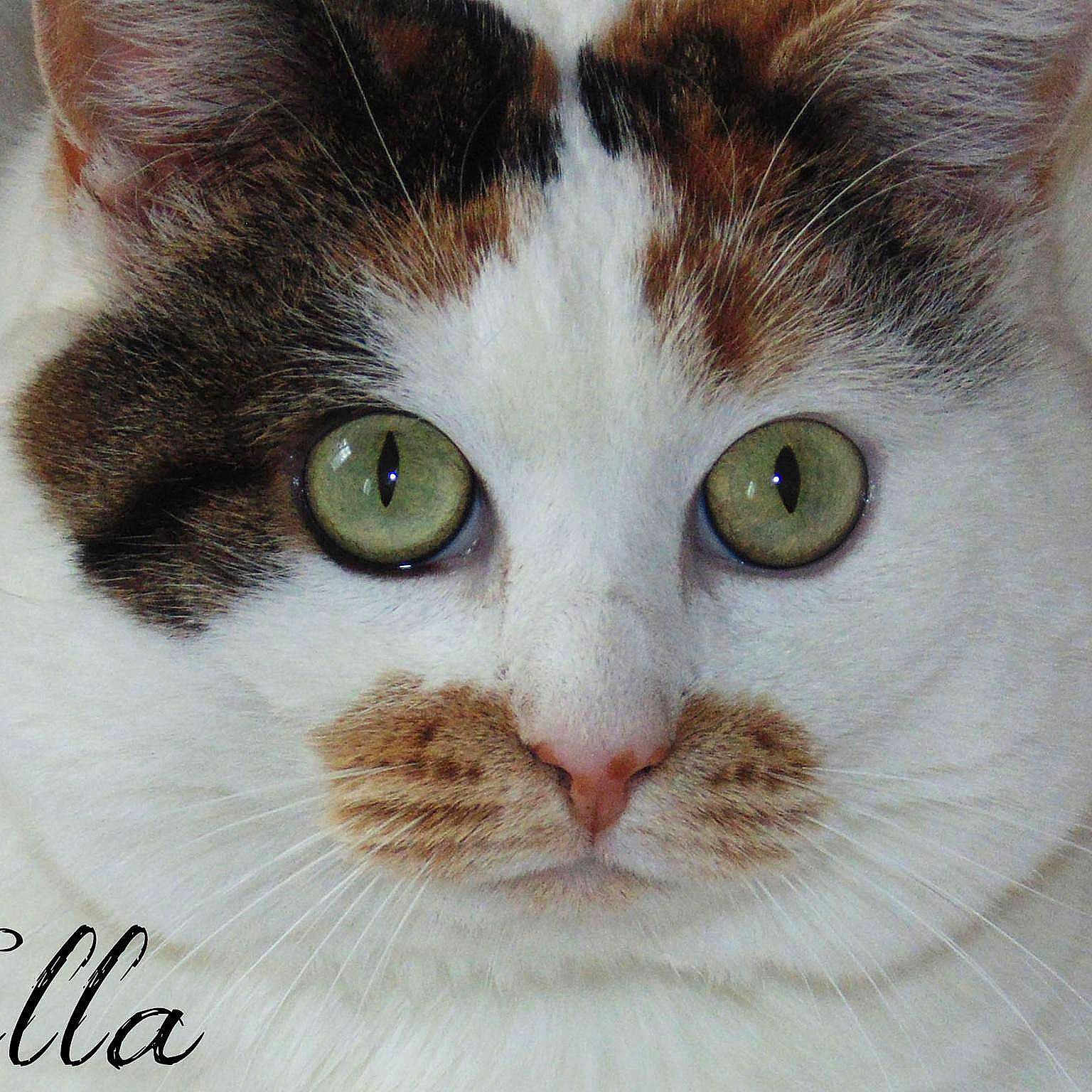 Ella