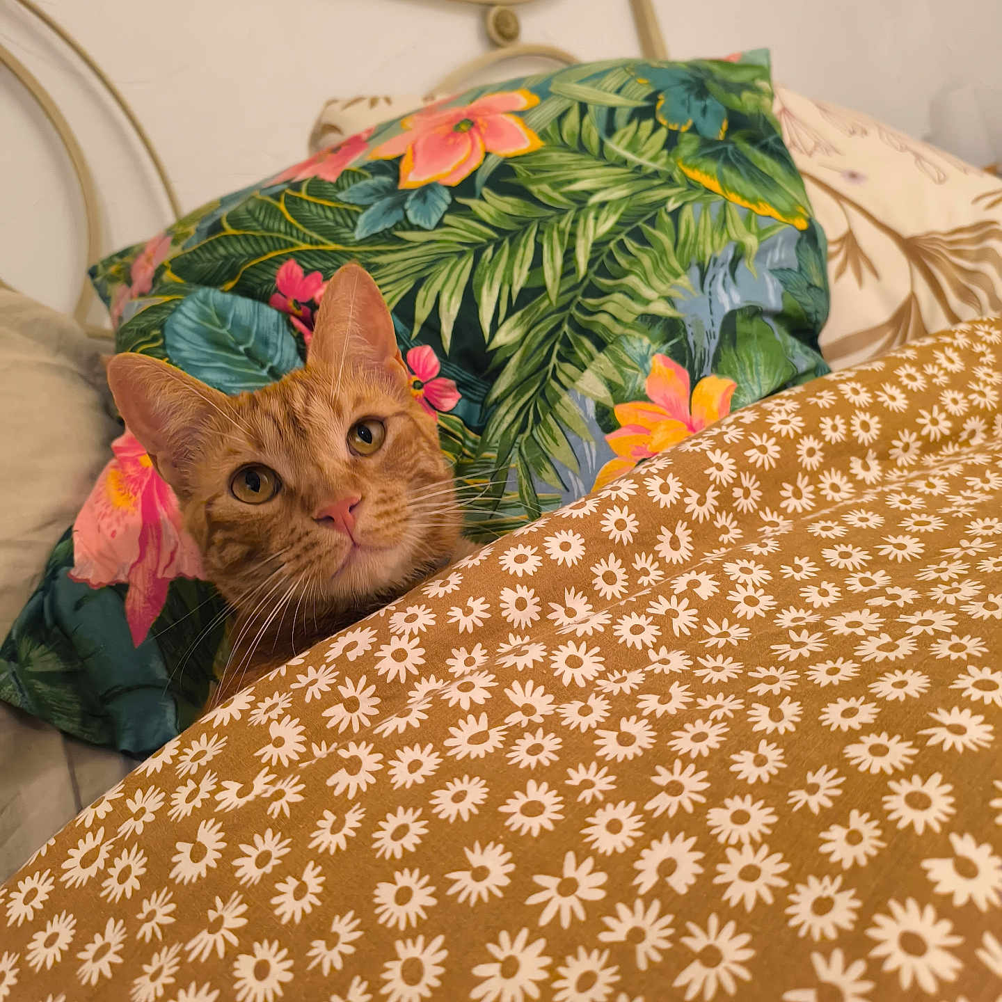 Toby