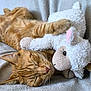abyssinian, animal, bed, blanket, cat, couch, cushion, furniture, homedecor, indoors, kitten, manx, person, pet, plush, quilt, sleeping, teddybear, towel, toy