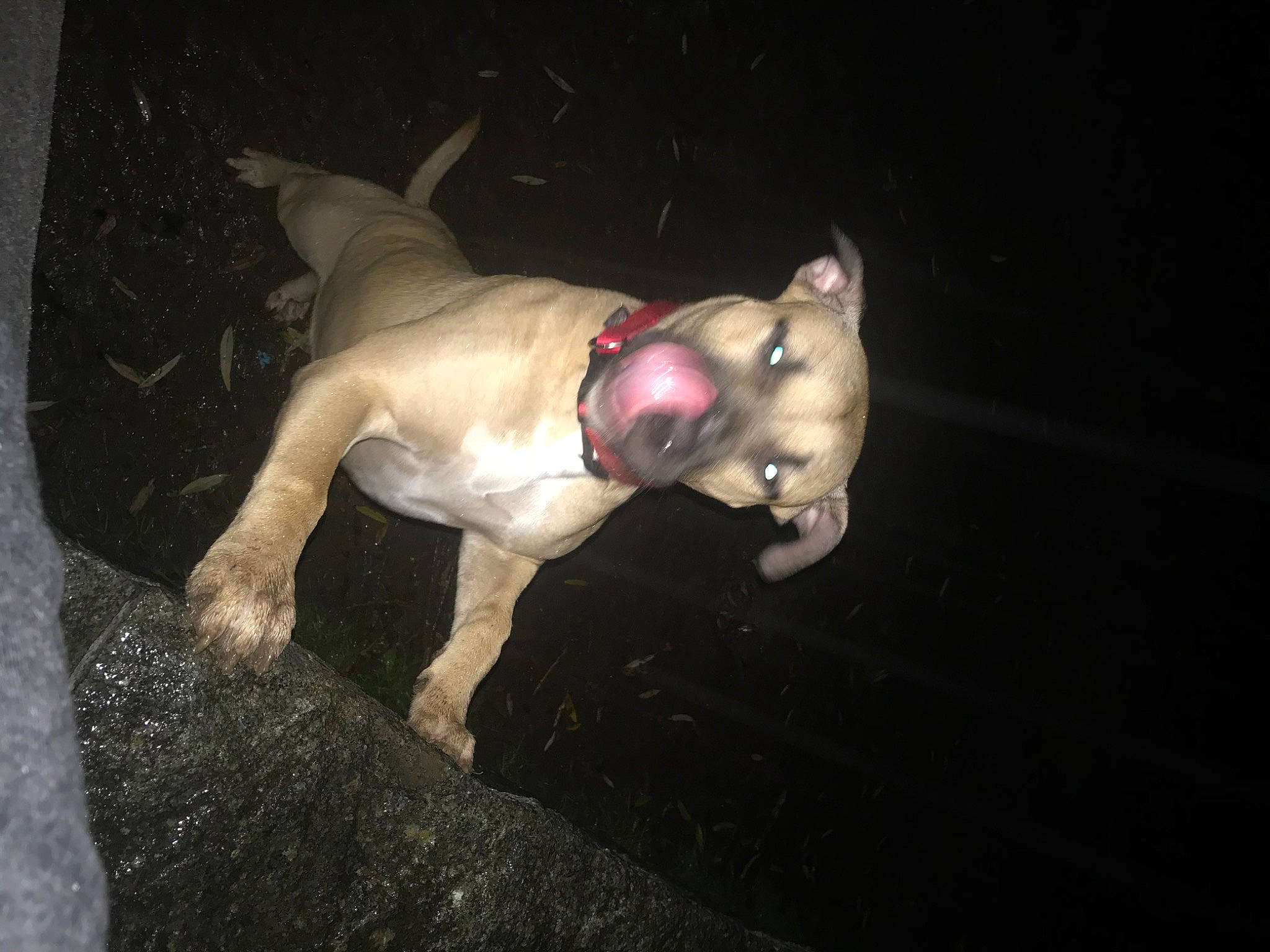 Tanya participe au concours pour gagner de l'argent avec cette photo : canidae, chest, darkness, dog_breed, event, fawn, flash_photography, flesh, fun, night, non_sporting_group, snout, tail, terrestrial_animal, toy