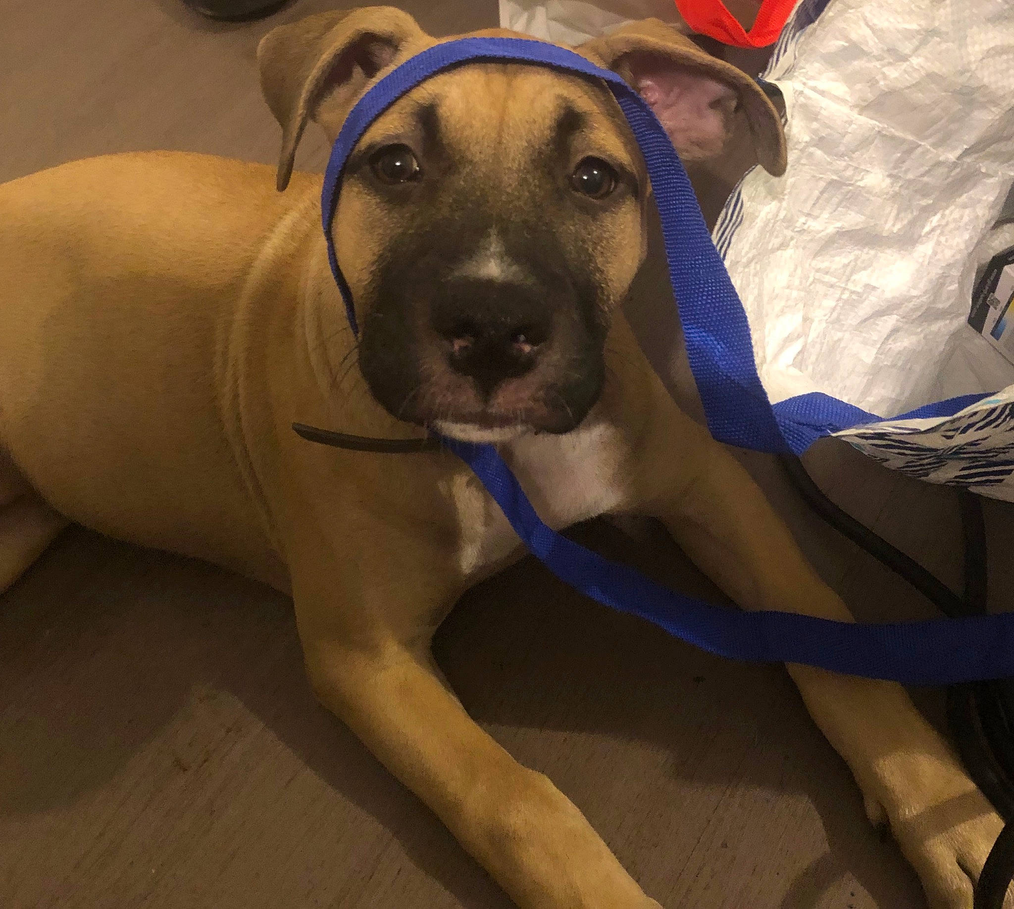 Tanya a rejoint le concours — aidez-le/la à gagner de superbes lots ! canidae, carnivore, comfort, companion_dog, dog, dog_breed, dog_supply, electric_blue, fawn, fun, fur, guard_dog, hat, paw, snout, sporting_group, working_animal, working_dog