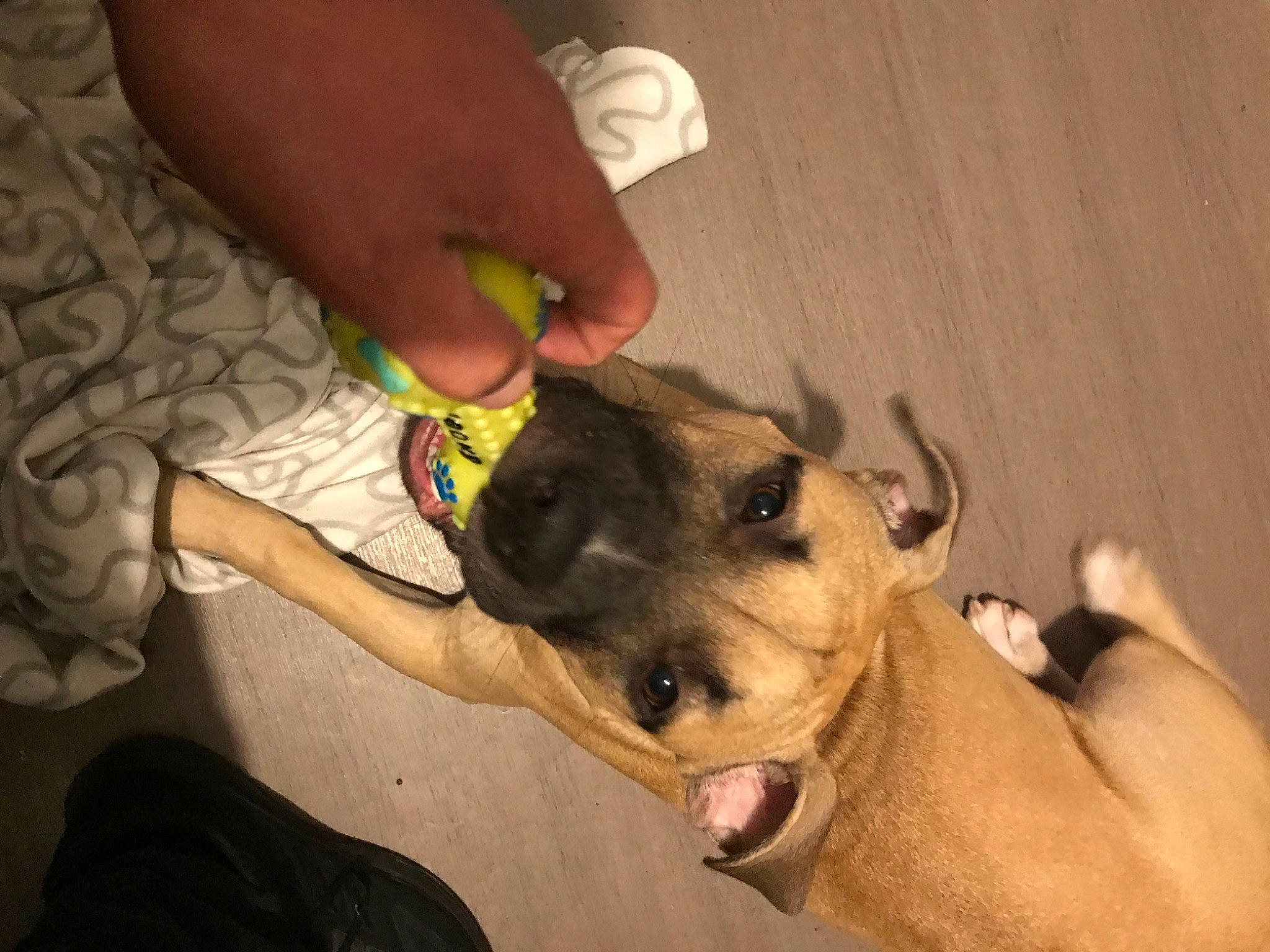 Tanya a rejoint le concours — aidez-le/la à gagner de superbes lots ! canidae, carnivore, collar, companion_dog, dog, dog_breed, ear, fawn, hardwood, nail, non_sporting_group, paw, snout, sporting_group, terrestrial_animal, thumb, whiskers, wood, working_animal, wrist