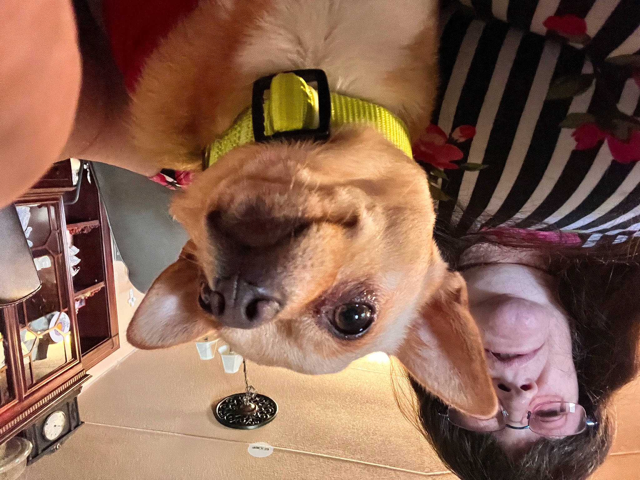 Paco is registered to the contest to win money with this photo: carnivore, collar, companion_dog, dog, dog_breed, dog_supply, ear, eyewear, fashion_accessory, fawn, glasses, jaw, nose, snout, sporting_group, sunglasses, toy_dog, vision_care, whiskers, working_animal