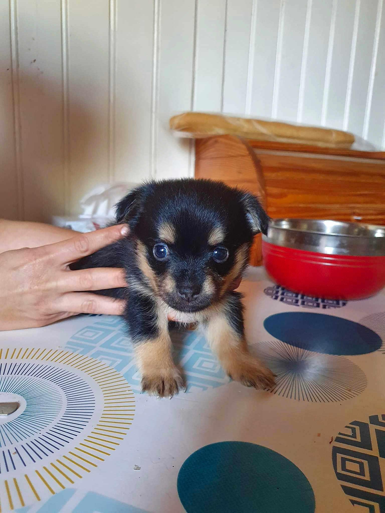Ticky