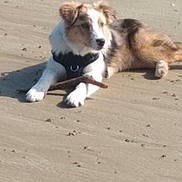 Umbro a rejoint le concours — aidez-le/la à gagner de superbes lots ! dog, sand, stick, outdoor, pet, lying_down, animal, brown, white, black, furry, canine, nature, daylight, beach, paw, fur, collar, resting, cute