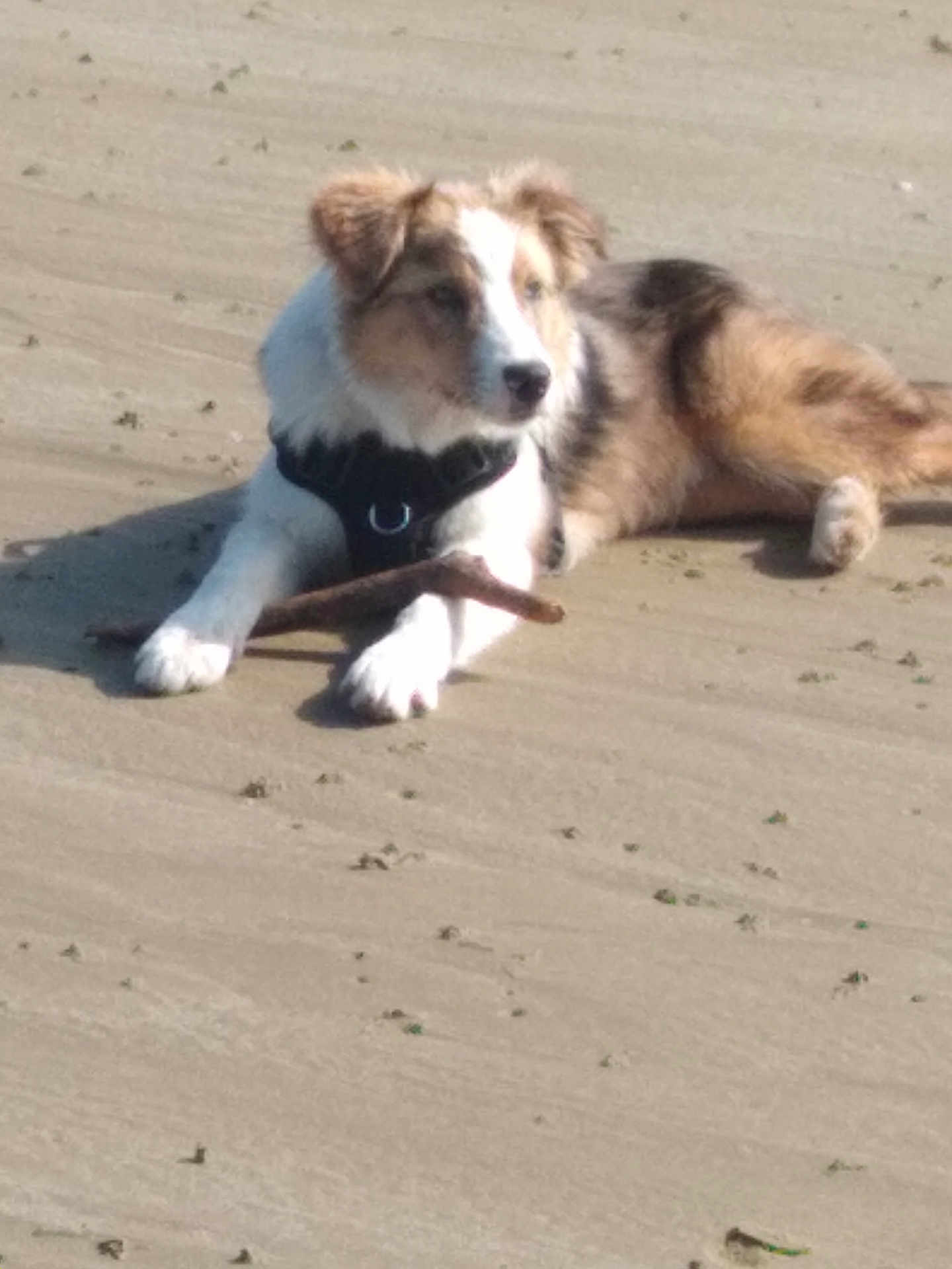 Umbro a rejoint le concours — aidez-le/la à gagner de superbes lots ! dog, sand, stick, outdoor, pet, lying_down, animal, brown, white, black, furry, canine, nature, daylight, beach, paw, fur, collar, resting, cute
