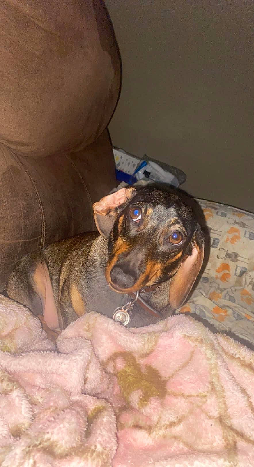 Daisy joined the competition — help win amazing prizes! canidae, carnivore, collar, comfort, companion_dog, dobermann, dog, dog_breed, elbow, fawn, fur, guard_dog, human_leg, liver, paw, snout, sporting_group, terrestrial_animal, working_animal, working_dog