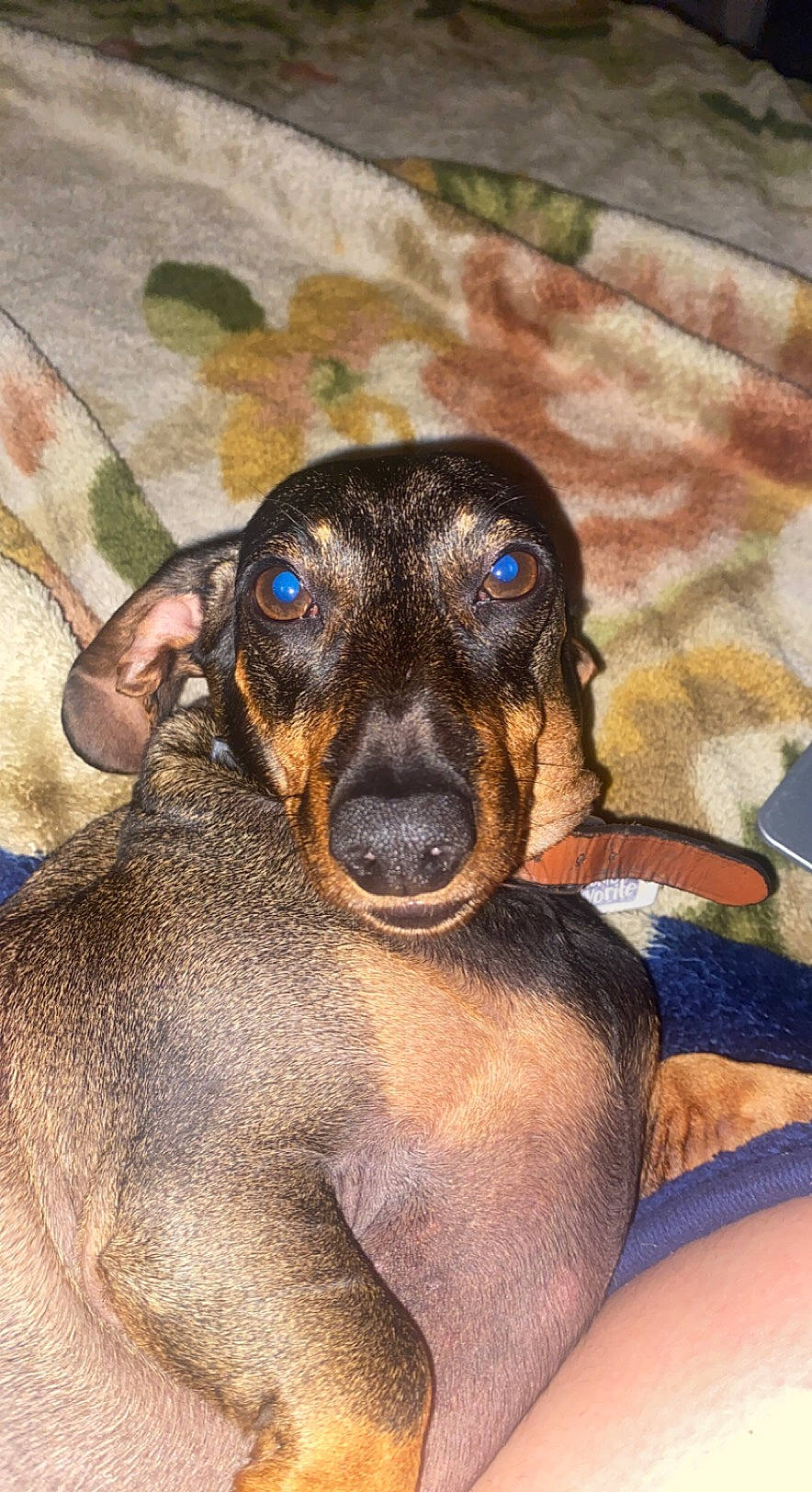 Daisy joined the competition — help win amazing prizes! active_tank, carnivore, companion_dog, dog, dog_breed, ear, fawn, guard_dog, happy, hound, liver, montenegrin_mountain_hound, painting, paw, snout, sporting_group, terrestrial_animal, whiskers, working_animal, working_dog