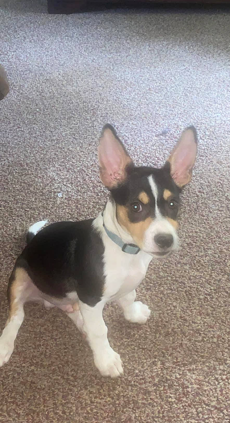 Marley joined the competition — help win amazing prizes! canidae, carnivore, companion_dog, dog, dog_breed, snout, sporting_group, tail, terrestrial_animal, toy_dog, working_animal, working_dog