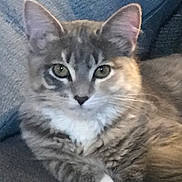 Athena joined the competition — help win amazing prizes! cat, tabby, pet, feline, indoor, couch, fur, whiskers, ears, eyes, relaxed, animal, domestic, closeup, portrait, cute, companion, resting, cozy, soft