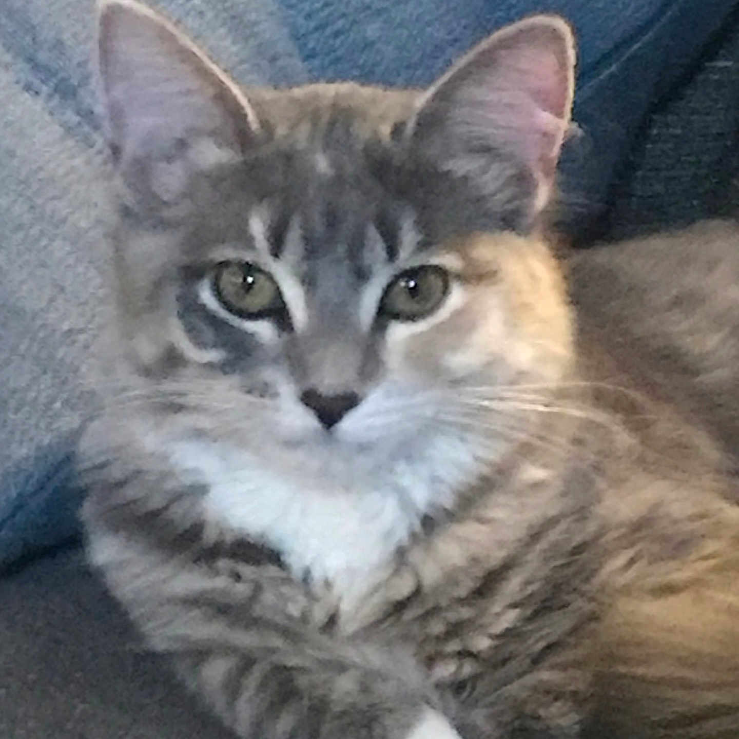 Athena joined the competition — help win amazing prizes! cat, tabby, pet, feline, indoor, couch, fur, whiskers, ears, eyes, relaxed, animal, domestic, closeup, portrait, cute, companion, resting, cozy, soft