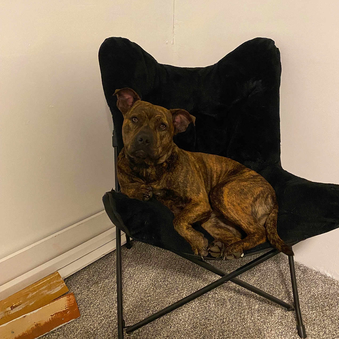 Roxy is registered to the contest to win money with this photo: animal, black_chair, brindle, canine, carpet, chair, dog, domestic_animal, ears, four_legs, furniture, home, indoor, looking_at_camera, pet, relaxed, resting, snout, tail, wall