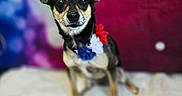 Gin Gin is registered to the contest to win money with this photo: dog, small_dog, portrait, sitting, bed, blanket, patriotic, red_white_and_blue, collar, flower_collar, large_ears, black_and_tan, short_hair, cute, alert, indoors, studio_photo, colorful_background, blurred_background, ai_generated