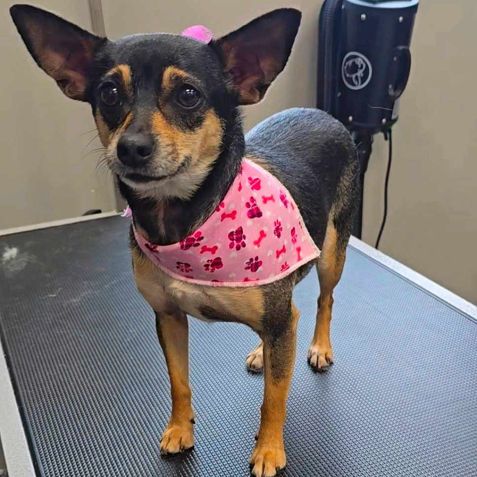 Gin Gin joined the competition — help win amazing prizes! dog, small_dog, black_and_tan, pink_bandana, grooming, grooming_table, large_ears, standing, pet, canine, portrait, indoor, animal, short_hair, brown_markings, paw_prints, bone_pattern, grooming_equipment, alert, cute