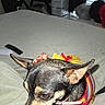 Gin Gin joined the competition — help win amazing prizes! dog, small_dog, chihuahua, pet, animal, pointy_ears, black_and_tan, colorful_outfit, striped_clothing, red_bow, bed, bedroom, indoors, household, remote_control, storage_bins, window_blinds, laundry, flash_photography, portrait