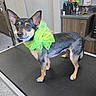 Gin Gin joined the competition — help win amazing prizes! dog, small_dog, black_and_tan, large_ears, bow, neon_green, pet, canine, standing, portrait, indoors, grooming_mat, home, kitchen, cabinet, floor, adorable, alert, short_hair, animal_photography