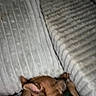 Gunner Popham joined the competition — help win amazing prizes! bedroom, blanket, brown_dog, canine, comfort, cozy, dog, ear, fabric, furniture, home, indoor, mattress, nap, paw, relaxing, resting, sleeping, snout, texture