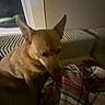 Gunner Popham is registered to the contest to win money with this photo: animal, blanket, blur, brown_dog, companion, couch, cozy, dim_light, dog, domestic, ears, fur, furniture, home, indoor, pet, plaid, radiator, resting, window