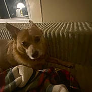 Gunner Popham joined the competition — help win amazing prizes! blanket, brown_dog, companion, cozy, dog, furniture, home, indoor, lamp, night, pet, plaid_blanket, radiator, relaxing, resting, shadow, small_dog, soft_light, warm_light, window