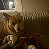 blanket, brown_dog, companion, cozy, dog, furniture, home, indoor, lamp, night, pet, plaid_blanket, radiator, relaxing, resting, shadow, small_dog, soft_light, warm_light, window