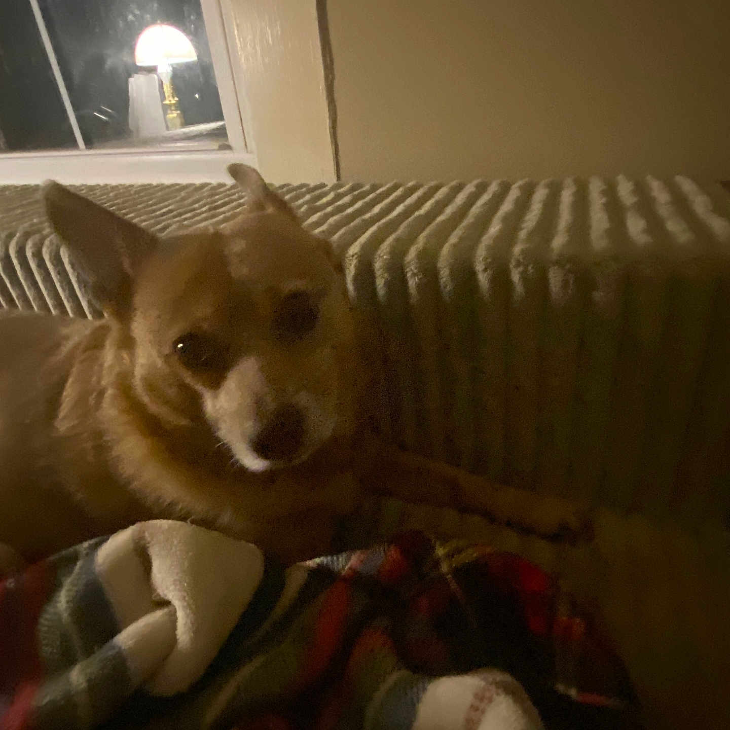 Gunner Popham joined the competition — help win amazing prizes! blanket, brown_dog, companion, cozy, dog, furniture, home, indoor, lamp, night, pet, plaid_blanket, radiator, relaxing, resting, shadow, small_dog, soft_light, warm_light, window
