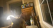 Gunner Popham is registered to the contest to win money with this photo: animal, bed, cabinet, cozy, dog, furniture, home, indoor, lamp, light, night, pet, quiet, reflection, relaxing, resting, room, shadow, window, wooden