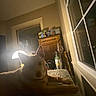 animal, bed, cabinet, cozy, dog, furniture, home, indoor, lamp, light, night, pet, quiet, reflection, relaxing, resting, room, shadow, window, wooden