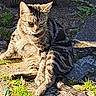 animal, broom, cat, closeup, daylight, ears, feline, fur, grass, nature, outdoor, pavement, pet, relaxing, resting, shadow, sunlight, tabby_cat, texture, whiskers
