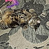 Missy joined the competition — help win amazing prizes! cat, tabby, animal, pet, feline, sleeping, resting, carpet, pattern, texture, indoor, toy, feather_toy, sunlight, relaxed, cute, fur, whiskers, paw, domestic