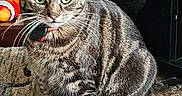 Missy joined the competition — help win amazing prizes! animal, cat, closeup, collar, cute, domestic, fur, furniture, green_eyes, indoor, looking, pet, portrait, rug, sitting, striped, tabby, tag, toy, whiskers