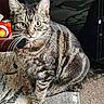 Missy joined the competition — help win amazing prizes! cat, tabby, indoor, pet, animal, fur, whiskers, collar, tag, green_eyes, rug, toy, furniture, sitting, looking, cute, domestic, striped, closeup, portrait