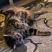 Missy is registered to the contest to win money with this photo: cat, tabby_cat, striped, feline, pet, sleeping, relaxed, fur, whiskers, indoor, rug, patterned_rug, cozy, animal, mammal, resting, comfort, laying_down, close_up, warm_light