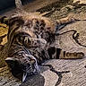 animal, cat, close_up, comfort, cozy, feline, fur, indoor, laying_down, mammal, patterned_rug, pet, relaxed, resting, rug, sleeping, striped, tabby_cat, warm_light, whiskers