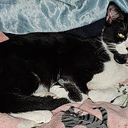 Milo joined the competition — help win amazing prizes! animal, black_and_white, blanket, cat, closeup, collar, comfort, cozy, cute, domestic_cat, feline, fur, indoor, lying_down, patterned_blanket, pet, relaxed, resting, sleepy, whiskers