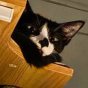 Milo joined the competition — help win amazing prizes! cat, black_and_white, curious, indoor, wood, close_up, ears, pet, feline, animal, face, whiskers, looking, resting, home, fur, domestic, cute, portrait, peeking