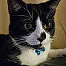 Milo is registered to the contest to win money with this photo: alert, animal, black_and_white, blue_bell, cat, close_up, collar, curious, cute, domestic_cat, ears, face, feline, fur, indoor, pet, portrait, resting, whiskers, yellow_eyes