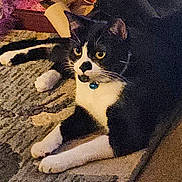 Milo is registered to the contest to win money with this photo: animal, black_and_white, carpet, cat, close_up, collar, cozy, domestic, ears, feline, home, indoor, looking, lying_down, paws, pet, resting, texture, whiskers, yellow_eyes