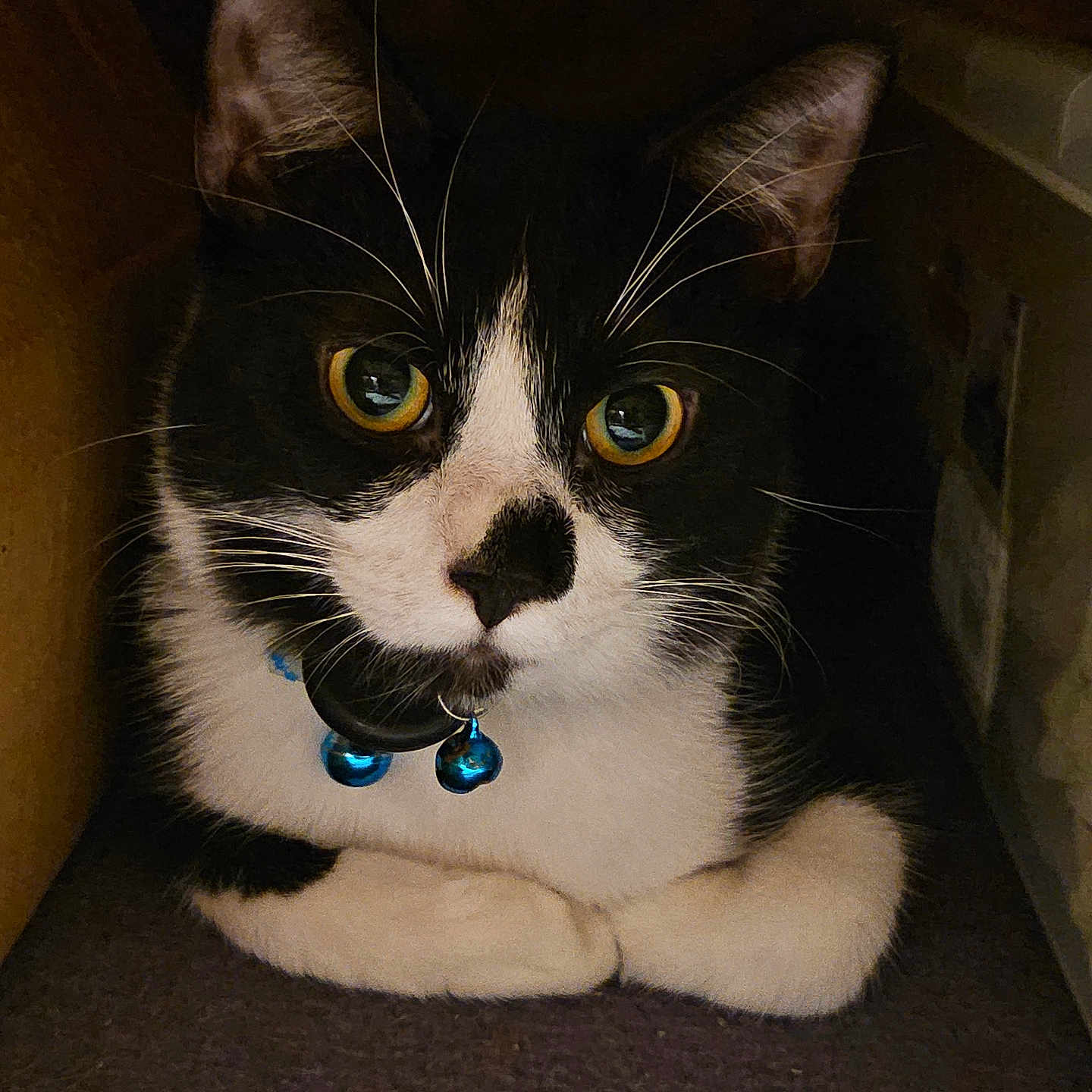 Milo