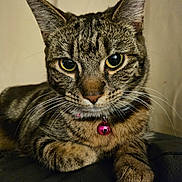 Lexy is registered to the contest to win money with this photo: animal, cat, close_up, collar, cute, domestic_cat, ears, feline, fur, indoor, looking, mammal, paw, pet, pink_bell, portrait, resting, tabby_cat, whiskers, yellow_eyes