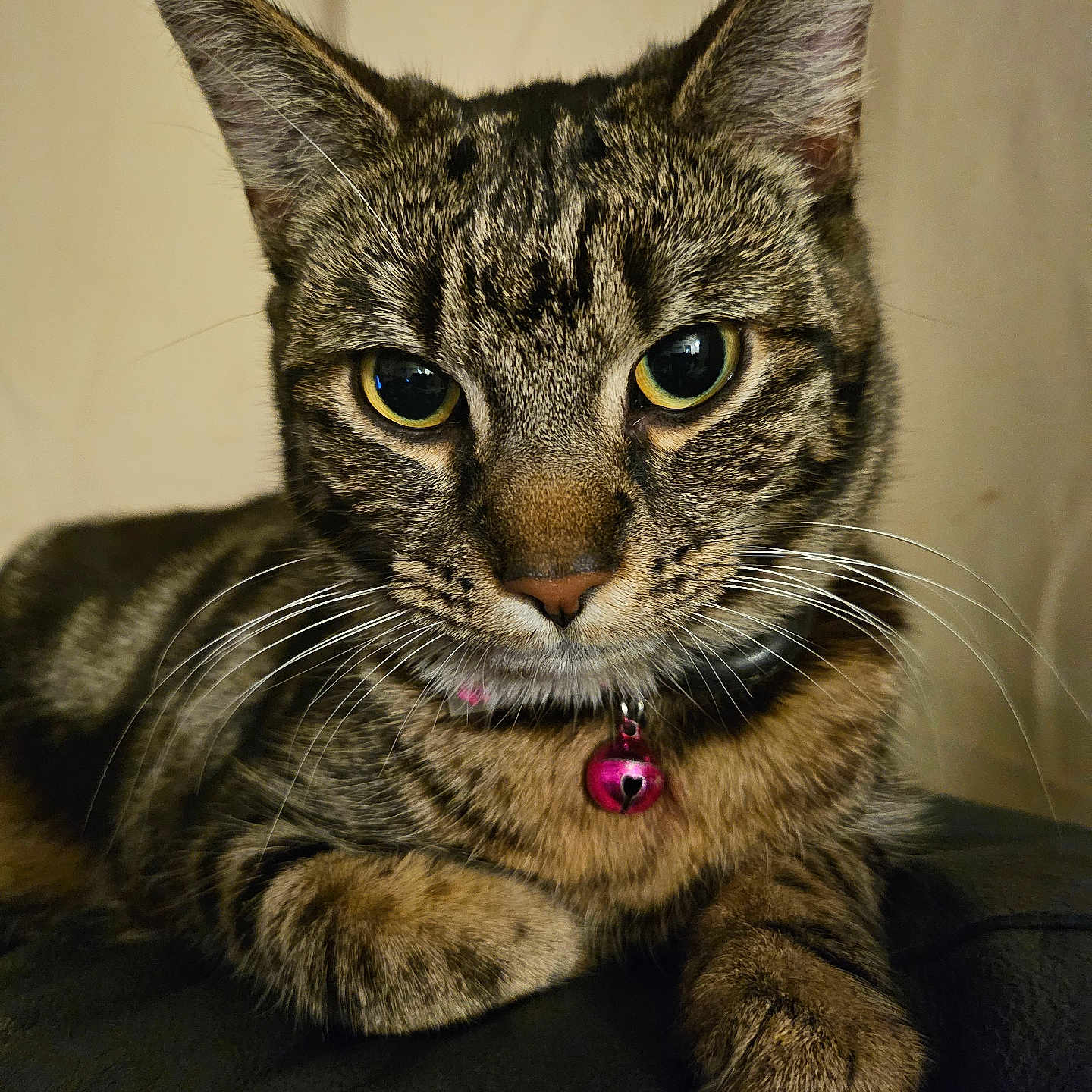 Lexy is registered to the contest to win money with this photo: animal, cat, close_up, collar, cute, domestic_cat, ears, feline, fur, indoor, looking, mammal, paw, pet, pink_bell, portrait, resting, tabby_cat, whiskers, yellow_eyes