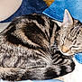 Lexy is registered to the contest to win money with this photo: cat, tabby, sleeping, fur, striped, curled_up, pet, animal, cozy, blue_fabric, white_fabric, whiskers, tail, ears, indoor, resting, cute, domestic_animal, mammal, feline