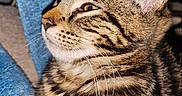 Lexy is registered to the contest to win money with this photo: animal, cat, close_up, cozy, cute, domestic_cat, feline, fur, indoor, mammal, paws, pet, portrait, relaxed, resting, side_profile, soft_texture, striped, tabby_cat, whiskers